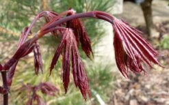 Trompenburg Japanese Maple - 5 Gallon Pot -Garden Plant Seeds acer palmatum shirasawanum trompenburg japanese maple 1