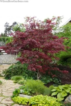 Trompenburg Japanese Maple - 5 Gallon Pot -Garden Plant Seeds acer palmatum shirasawanum trompenburg japanese maple 10