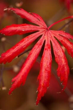 Trompenburg Japanese Maple - 5 Gallon Pot -Garden Plant Seeds acer palmatum shirasawanum trompenburg japanese maple 12