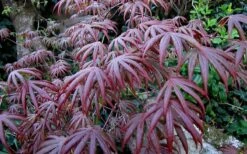 Trompenburg Japanese Maple - 5 Gallon Pot -Garden Plant Seeds acer palmatum shirasawanum trompenburg japanese maple 2