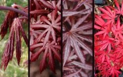 Trompenburg Japanese Maple - 5 Gallon Pot -Garden Plant Seeds acer palmatum shirasawanum trompenburg japanese maple 3