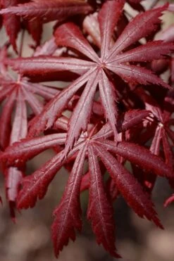 Trompenburg Japanese Maple - 5 Gallon Pot -Garden Plant Seeds acer palmatum shirasawanum trompenburg japanese maple 6