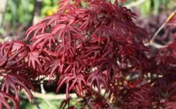 Trompenburg Japanese Maple - 5 Gallon Pot -Garden Plant Seeds acer palmatum shirasawanum trompenburg japanese maple 8
