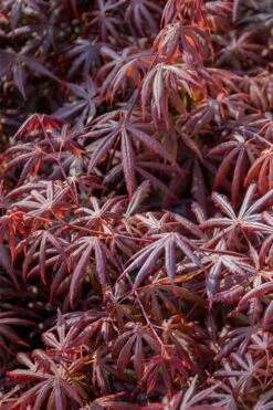 Trompenburg Japanese Maple - 5 Gallon Pot -Garden Plant Seeds acer palmatum shirasawanum trompenburg japanese maple 9