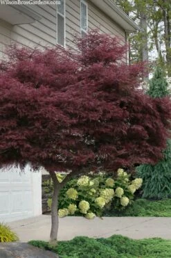 Tamukeyama Dwarf Red Japanese Maple - 1 Gallon Pot - High Grafted Tree Form -Garden Plant Seeds acer palmatum tamukeyama japanese maple high graft 2