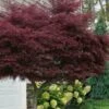 Tamukeyama Dwarf Red Japanese Maple - 1 Gallon Pot - High Grafted Tree Form -Garden Plant Seeds acer palmatum tamukeyama japanese maple high graft 3