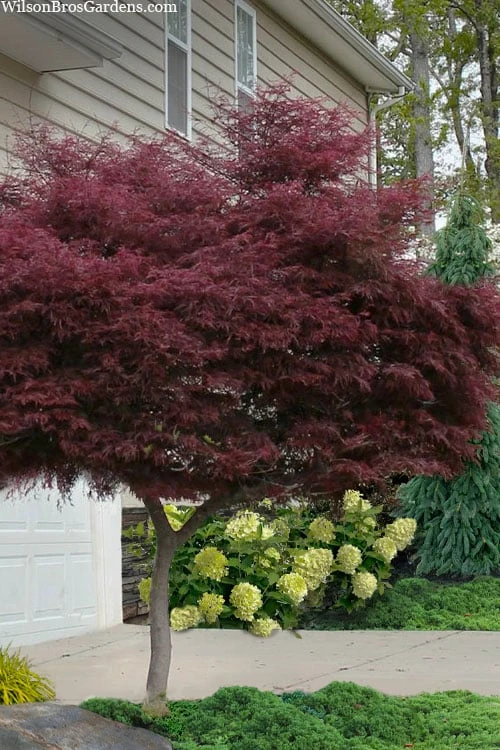 Tamukeyama Dwarf Red Japanese Maple - 5 Gallon Pot (High Grafted Tree Form) 3 Tamukeyama Dwarf Red Japanese Maple - 5 Gallon Pot (High Grafted Tree Form)