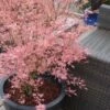 Taylor Pink Japanese Maple - 1 Gallon Pot -Garden Plant Seeds acer palmatum taylors pink japanese maple 5