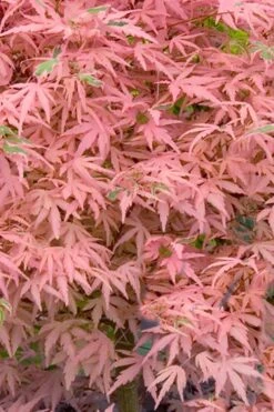 Taylor Pink Japanese Maple - 1 Gallon Pot -Garden Plant Seeds acer palmatum taylors pink japanese maple 7