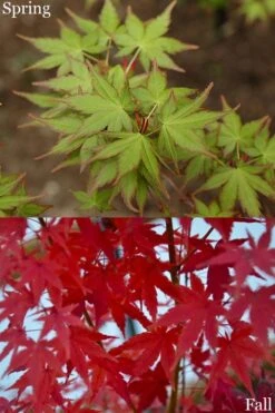 Tsukasa Silhouette Japanese Maple - 3 Gallon Pot (3-3.5') -Garden Plant Seeds acer palmatum tsukasa silhouette 2
