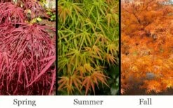 Villa Taranto Japanese Maple - 5 Gallon Pot 14 Villa Taranto Japanese Maple - 5 Gallon Pot -Garden Plant Seeds acer palmatum villa taranto japanese maple 11