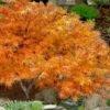 Villa Taranto Japanese Maple - 5 Gallon Pot -Garden Plant Seeds acer palmatum villa taranto japanese maple 13