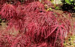 Villa Taranto Japanese Maple - 5 Gallon Pot 17 Villa Taranto Japanese Maple - 5 Gallon Pot -Garden Plant Seeds acer palmatum villa taranto japanese maple 5