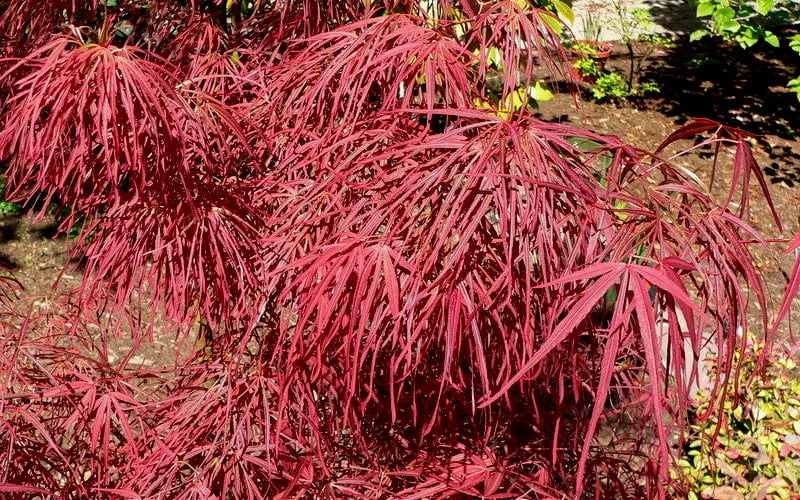 Villa Taranto Japanese Maple - 5 Gallon Pot 9 Villa Taranto Japanese Maple - 5 Gallon Pot - Image 7