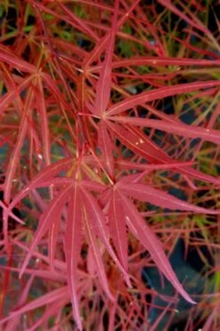 Villa Taranto Japanese Maple - 5 Gallon Pot 15 Villa Taranto Japanese Maple - 5 Gallon Pot -Garden Plant Seeds acer palmatum villa taranto japanese maple 6