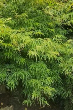 Villa Taranto Japanese Maple - 5 Gallon Pot 19 Villa Taranto Japanese Maple - 5 Gallon Pot -Garden Plant Seeds acer palmatum villa taranto japanese maple 9