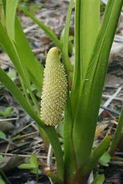 American Sweet Flag (Acorus Americanus) - 8 Pack Of 1 Gallon Pots -Garden Plant Seeds acorus americanus american sweet flag 10 1