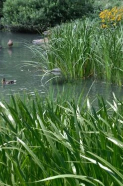 American Sweet Flag (Acorus Americanus) - 8 Pack Of 1 Gallon Pots -Garden Plant Seeds acorus americanus american sweet flag 11 1