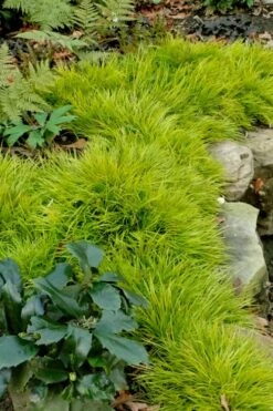 Dwarf Golden Sweet Flag - Acorus Gramineus 'Minimus Aureus' - 18 Count Flat Of Pint Pots -Garden Plant Seeds acorus gramineus minnimus aurea dwarf golden sweet flag 101