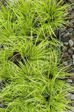 Dwarf Golden Sweet Flag - Acorus Gramineus 'Minimus Aureus' - 5 Pack Of Pint Pots -Garden Plant Seeds acorus gramineus minnimus aurea dwarf golden sweet flag 105 1