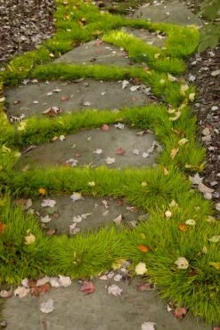 Dwarf Golden Sweet Flag - Acorus Gramineus 'Minimus Aureus' - 18 Count Flat Of Pint Pots -Garden Plant Seeds acorus gramineus minnimus aurea dwarf golden sweet flag 106