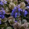 Bronze Beauty Ajuga (Bugleweed) - 5 Pack Of Quart Pots -Garden Plant Seeds ajuga bronze beauty 28
