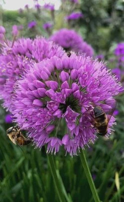 Millenium Allium (Ornamental Onion) - 6 Pack Of 1 Gallon Pots -Garden Plant Seeds allium millenium 10