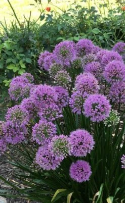Millenium Allium (Ornamental Onion) - 6 Pack Of 1 Gallon Pots -Garden Plant Seeds allium millenium 2