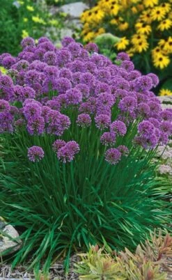 Millenium Allium (Ornamental Onion) - 6 Pack Of 1 Gallon Pots -Garden Plant Seeds allium millenium 3