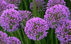 Millenium Allium (Ornamental Onion) - 6 Pack Of 1 Gallon Pots -Garden Plant Seeds allium millenium 5