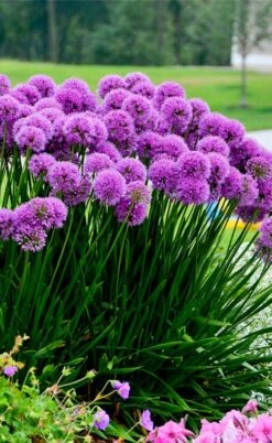 Millenium Allium (Ornamental Onion) - 6 Pack Of 1 Gallon Pots -Garden Plant Seeds allium millenium 6