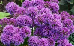 Millenium Allium (Ornamental Onion) - 6 Pack Of 1 Gallon Pots -Garden Plant Seeds allium millenium 9