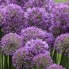 Serendipity Allium (Ornamental Onion) - 1 Gallon Pot -Garden Plant Seeds allium serendipity 2 500x750 1