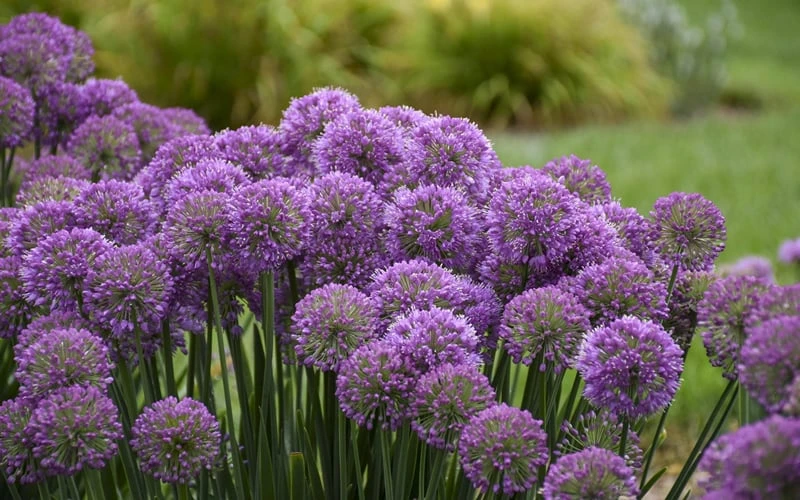 Serendipity Allium (Ornamental Onion) - 1 Gallon Pot 7 Serendipity Allium (Ornamental Onion) - 1 Gallon Pot - Image 5