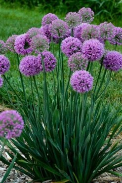 Serendipity Allium (Ornamental Onion) - 1 Gallon Pot 11 Serendipity Allium (Ornamental Onion) - 1 Gallon Pot -Garden Plant Seeds allium serendipity 500x750 1