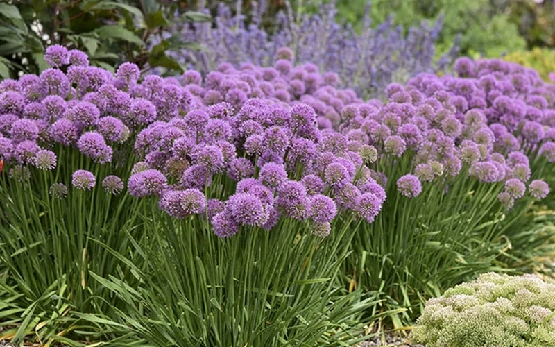 Serendipity Allium (Ornamental Onion) - 1 Gallon Pot 8 Serendipity Allium (Ornamental Onion) - 1 Gallon Pot - Image 6