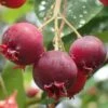 Shadblow Serviceberry Tree (Amelanchier Canadensis) - 1 Gallon Pot -Garden Plant Seeds amelanchier arborea shadblow serviceberry berries 2