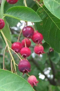 Shadblow Serviceberry Tree (Amelanchier Canadensis) - 1 Gallon Pot 17 Shadblow Serviceberry Tree (Amelanchier Canadensis) - 1 Gallon Pot -Garden Plant Seeds amelanchier arborea shadblow serviceberry berries 3