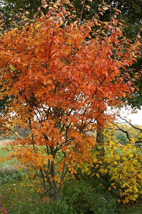 Shadblow Serviceberry Tree (Amelanchier Canadensis) - 1 Gallon Pot 7 Shadblow Serviceberry Tree (Amelanchier Canadensis) - 1 Gallon Pot - Image 5