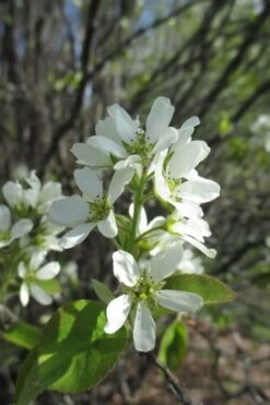 Shadblow Serviceberry Tree (Amelanchier Canadensis) - 1 Gallon Pot 18 Shadblow Serviceberry Tree (Amelanchier Canadensis) - 1 Gallon Pot -Garden Plant Seeds amelanchier arborea shadblow serviceberry flowers 5