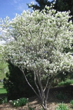Shadblow Serviceberry Tree (Amelanchier Canadensis) - 1 Gallon Pot 14 Shadblow Serviceberry Tree (Amelanchier Canadensis) - 1 Gallon Pot -Garden Plant Seeds amelanchier arborea shadblow serviceberry tree 2