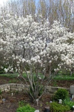 Shadblow Serviceberry Tree (Amelanchier Canadensis) - 1 Gallon Pot 19 Shadblow Serviceberry Tree (Amelanchier Canadensis) - 1 Gallon Pot -Garden Plant Seeds amelanchier arborea shadblow serviceberry tree 3