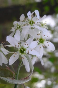 Autumn Brilliance Serviceberry Tree - 1 Gallon Pot 15 Autumn Brilliance Serviceberry Tree - 1 Gallon Pot -Garden Plant Seeds amelanchier grandiflora autumn brilliance serviceberry 1