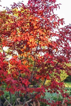 Autumn Brilliance Serviceberry Tree - 1 Gallon Pot 19 Autumn Brilliance Serviceberry Tree - 1 Gallon Pot -Garden Plant Seeds amelanchier grandiflora autumn brilliance serviceberry 3