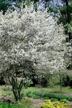 Autumn Brilliance Serviceberry Tree - 1 Gallon Pot 18 Autumn Brilliance Serviceberry Tree - 1 Gallon Pot -Garden Plant Seeds amelanchier grandiflora autumn brilliance serviceberry 5