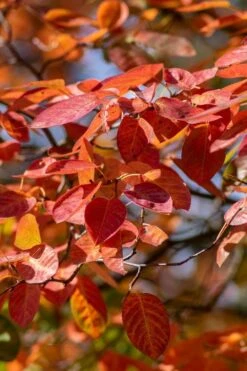 Autumn Brilliance Serviceberry Tree - 1 Gallon Pot 17 Autumn Brilliance Serviceberry Tree - 1 Gallon Pot -Garden Plant Seeds amelanchier grandiflora autumn brilliance serviceberry 9