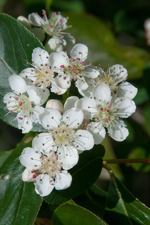 Red Chokeberry (Aronia Arbutifolia) - 1 Gallon Pot 6 Red Chokeberry (Aronia Arbutifolia) - 1 Gallon Pot - Image 4