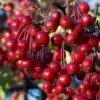 Red Chokeberry (Aronia Arbutifolia) - 1 Gallon Pot -Garden Plant Seeds aronia arbutifolia red chokeberry 2 1
