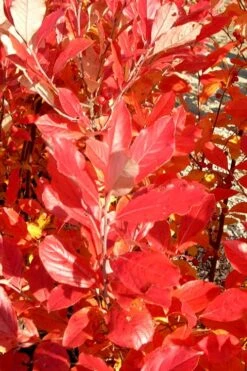 Red Chokeberry (Aronia Arbutifolia) - 1 Gallon Pot 13 Red Chokeberry (Aronia Arbutifolia) - 1 Gallon Pot -Garden Plant Seeds aronia arbutifolia red chokeberry 3 1