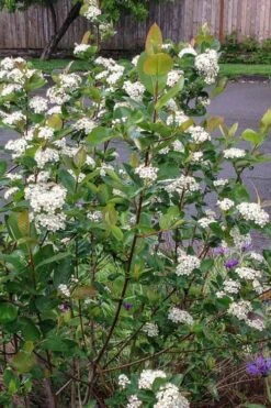 Red Chokeberry (Aronia Arbutifolia) - 1 Gallon Pot 12 Red Chokeberry (Aronia Arbutifolia) - 1 Gallon Pot -Garden Plant Seeds aronia arbutifolia red chokeberry 4 1